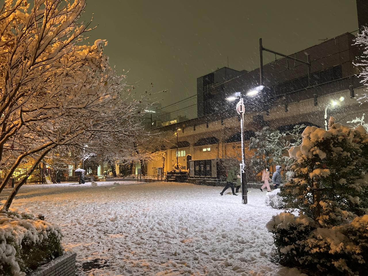 雪で覆われて白くなった近所の公園（東京都千代田区・佐久間公園）
