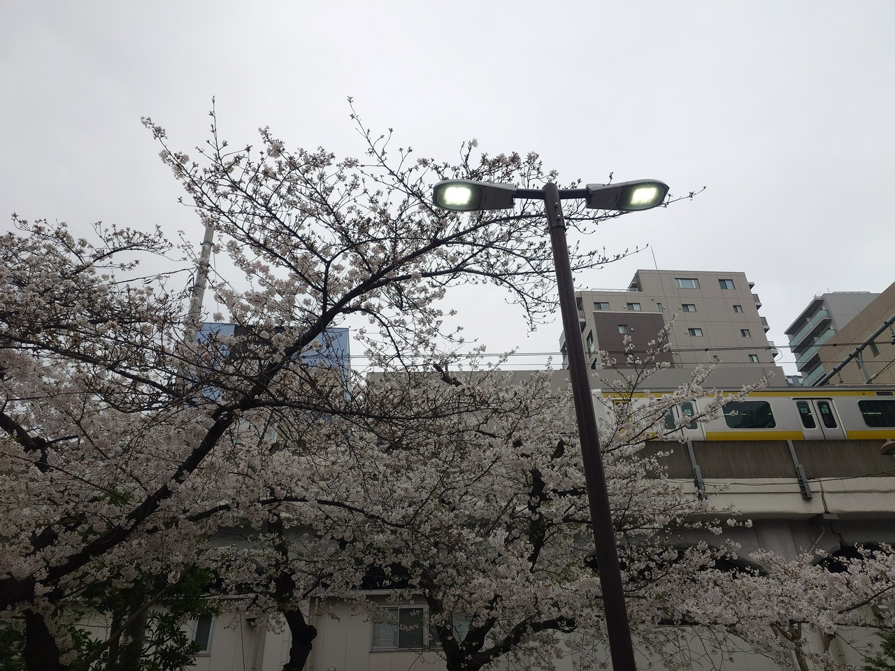 満開の桜（ただしやっぱりコッチも曇天…）（2024年4月6日、東京都千代田区・佐久間公園にて撮影